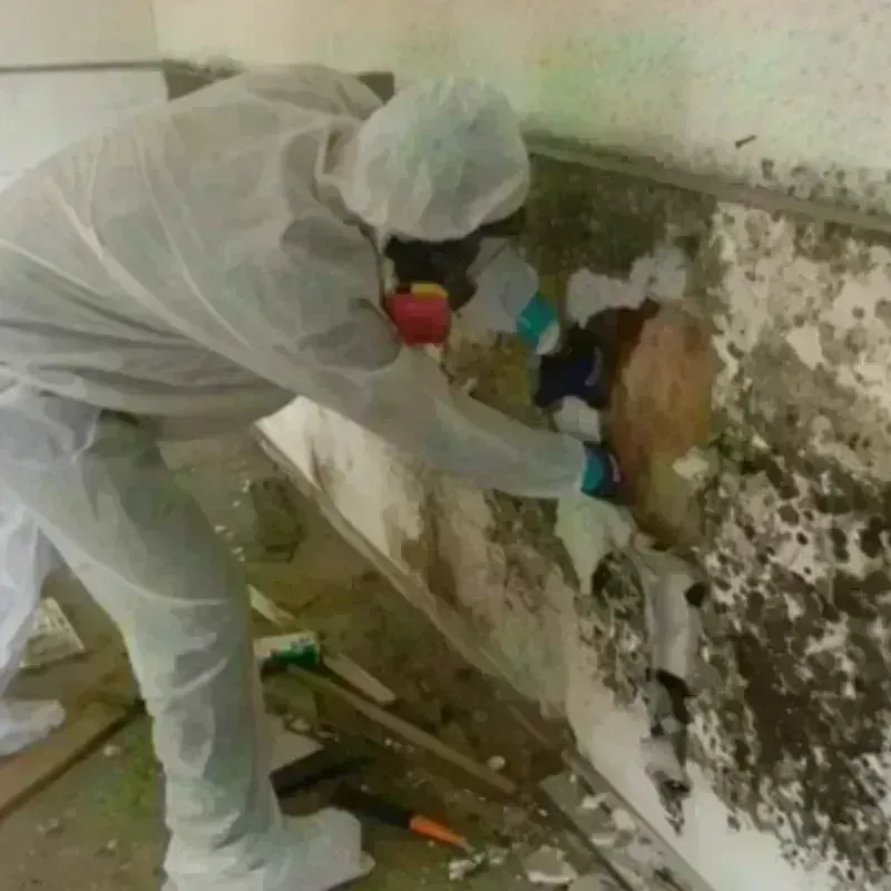 Mold Remediation and Removal in Floresville, TX